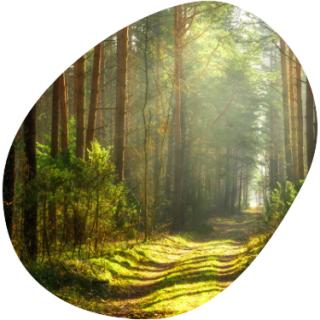 Bild mit sonnendurchflutetem Waldweg