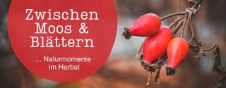 Auf dem Bild sind rechts sind drei rote Hagebutten zu sehen. Links befindet sich ein roter Kreis mit folgendem Text: Zwischen Moos & Blättern ... Naturmomente im Herbst

© Canva: Kristina Chuprina von Pexels